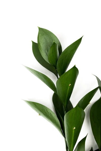 С зелеными листьями, изолированными на белом — стоковое фото