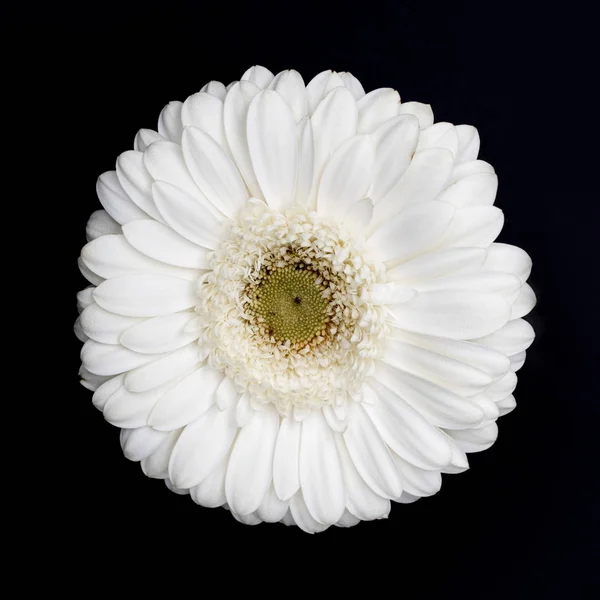 Top view of one white gerbera isolated on black — Stock Photo