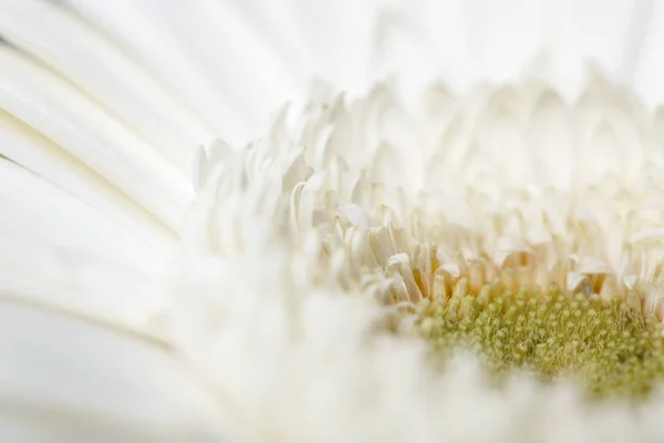 Vista de perto de pétalas de gerbera branco — Fotografia de Stock