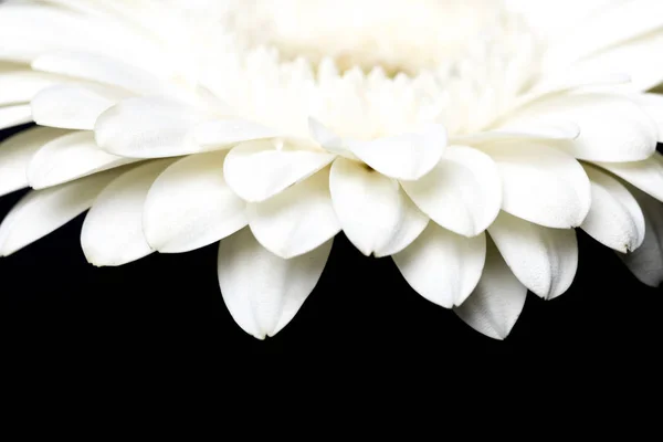 Image recadrée de pétales de gerbera blancs isolés sur noir — Photo de stock