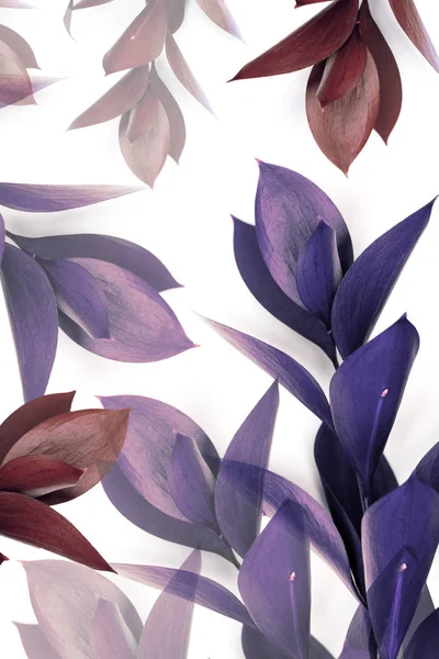 Feuilles violettes et brunes sur brindilles isolées sur blanc — Photo de stock