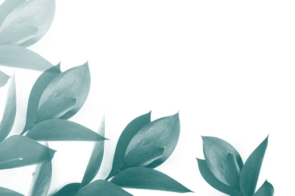 Бірюзове листя на гілках ізольовано на білому — стокове фото
