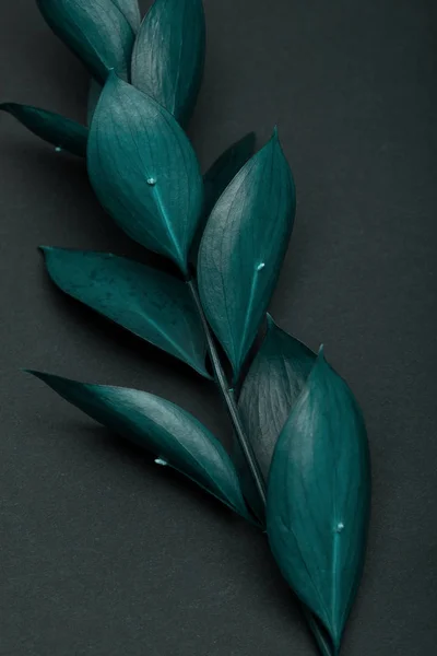 Twig with fresh turquoise leaves on grey — Stock Photo