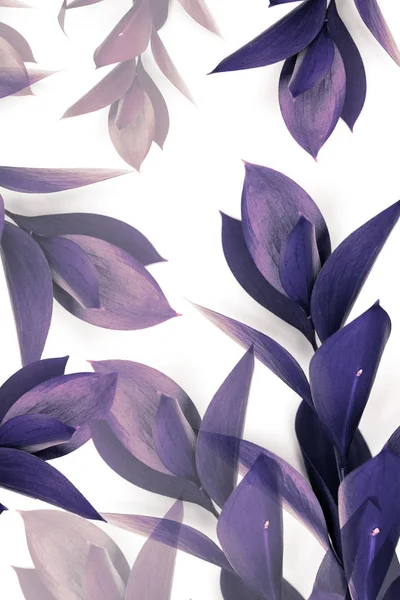 Feuilles violettes et brunes sur brindilles isolées sur blanc — Photo de stock