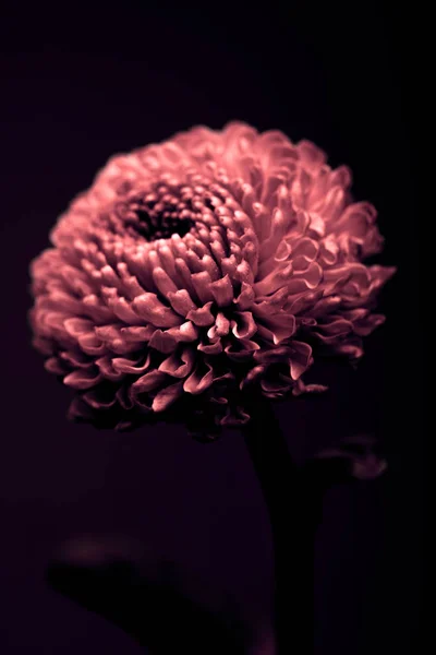 One beautiful burgundy flower isolated on black — Stock Photo