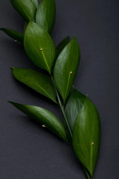 Twig with fresh green leaves on grey — Stock Photo