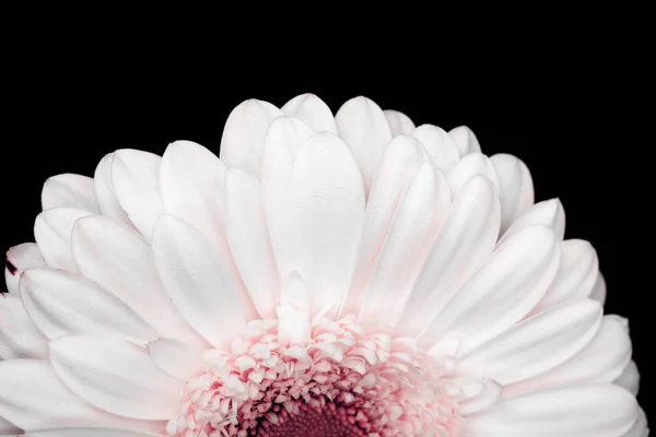 Beautiful pink and white gerbera isolated on black — Stock Photo