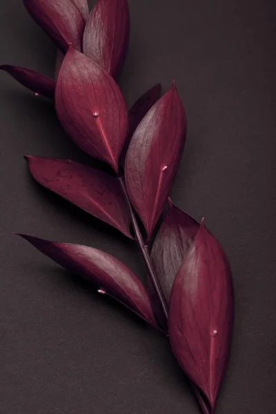 Twig with fresh burgundy leaves on brown — Stock Photo