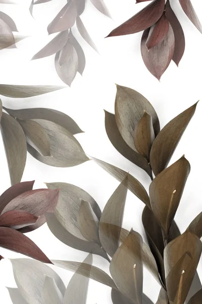 Серые и коричневые листья на ветках, изолированных на белом — стоковое фото