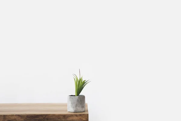 Зелена рослина з горщиком на дерев'яному столі на білому — стокове фото