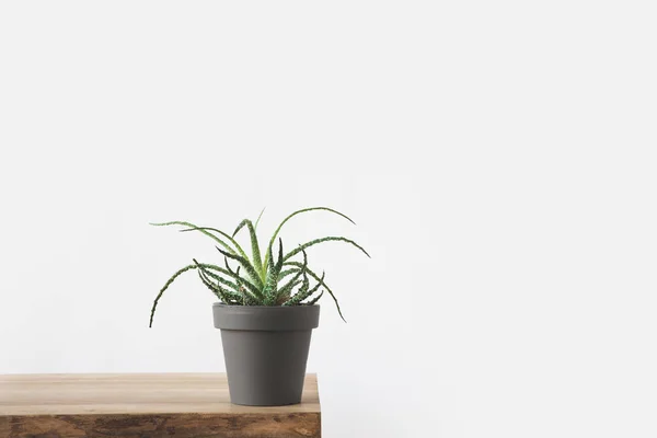 Green potted plant on wooden table on white — Stock Photo