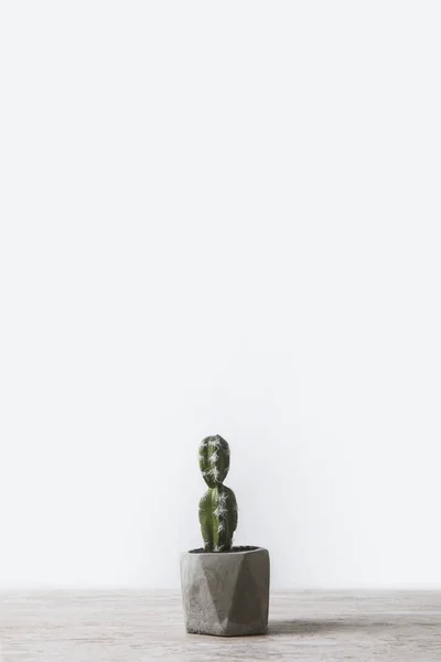 One potted cactus on marble table on white — Stock Photo