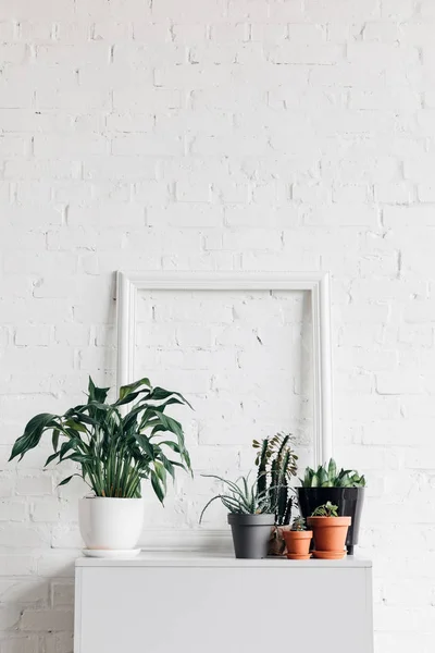 Plantas de interior con marco vacío en la mesa blanca, concepto de maqueta - foto de stock