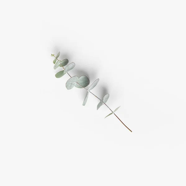 Nahaufnahme von Pflanzen mit grünen Eukalyptusblättern auf weißer Tischplatte — Stockfoto