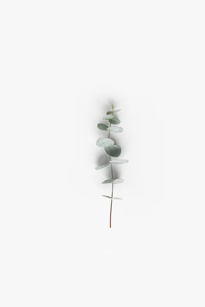 Close up view of plants with green eucalyptus leaves on white tabletop — Stock Photo