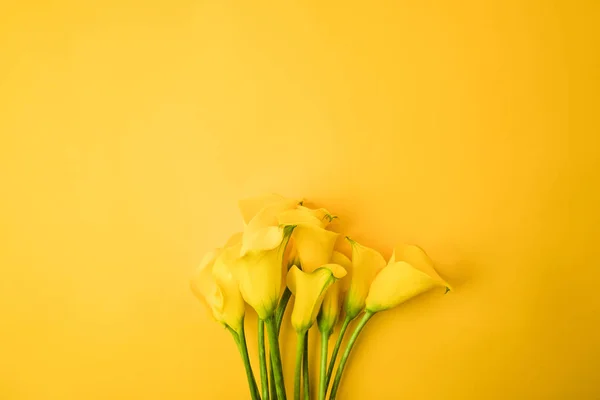 Close-up view of beautiful yellow calla lily flowers isolated on yellow — Stock Photo