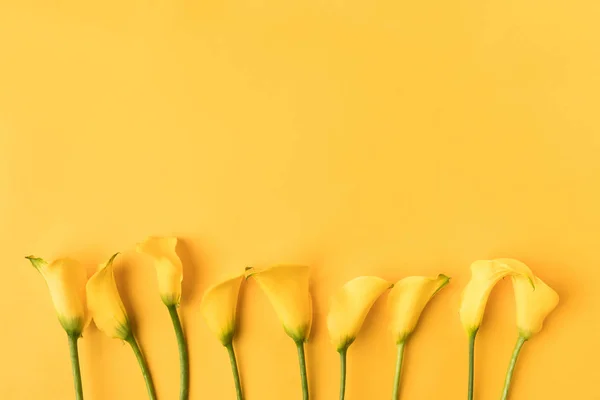 Lindas flores de lírio calla amarelo florescendo isoladas no amarelo — Fotografia de Stock