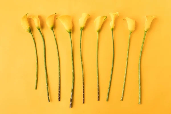 Top view of beautiful yellow calla lily flowers isolated on yellow — Stock Photo