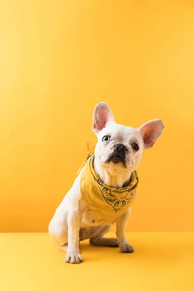 Lustige französische Bulldogge sitzt und schaut in die Kamera auf gelb — Stockfoto
