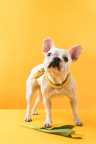 Niedliche französische Bulldogge mit schöner gelber Tulpenblume auf gelb — Stockfoto