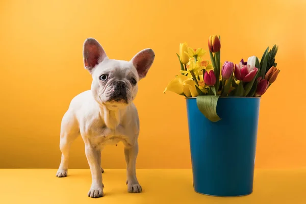 Dog standing near bucket with beautiful spring flowers on yellow — Stock Photo