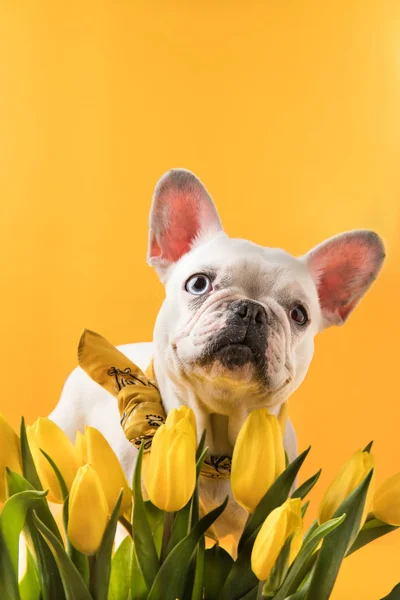 French bulldog dog and beautiful yellow tulips isolated on yellow — Stock Photo