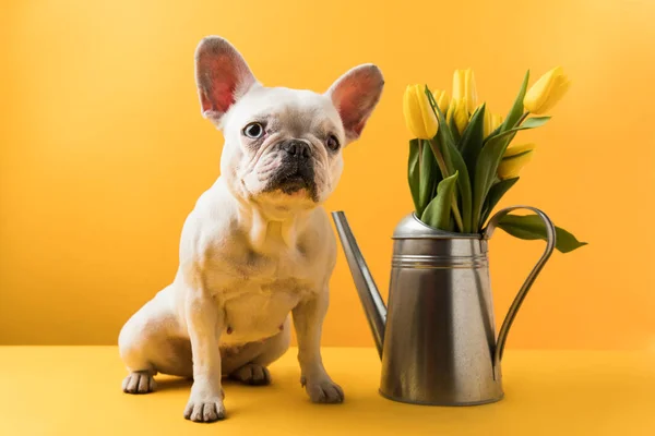 Lustige französische Bulldogge sitzt neben Gießkanne mit gelben Tulpen auf gelb — Stockfoto