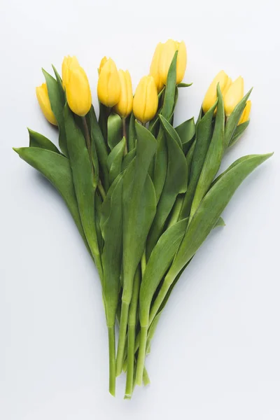 Hermosas flores de tulipán amarillo en flor aisladas en gris - foto de stock