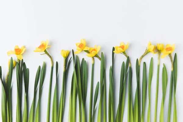 Beautiful blooming yellow daffodils with green stems and leaves isolated on grey — Stock Photo