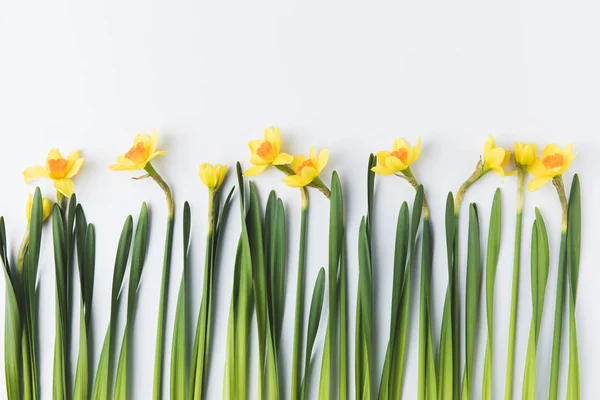 Hermosos narcisos amarillos florecientes con tallos verdes y hojas aisladas en gris - foto de stock