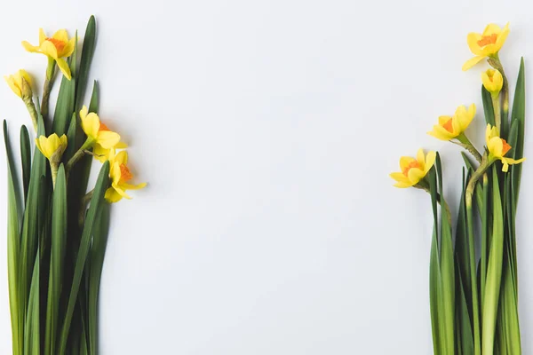 Beautiful blooming yellow daffodils isolated on grey — Stock Photo