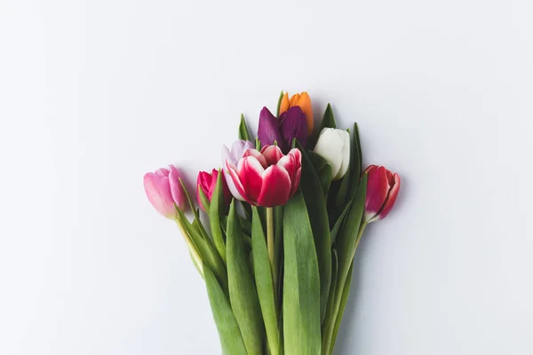 Hermosas flores de tulipán de colores aislados en gris - foto de stock