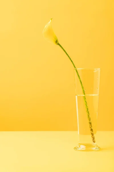 Vista de cerca de hermosa flor de lirio amarillo calla en jarrón en amarillo - foto de stock