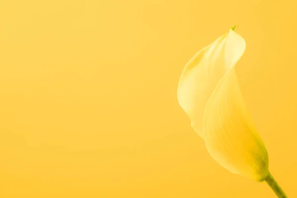 Vue rapprochée de belle fleur romantique jaune de lys calla isolé sur jaune — Photo de stock