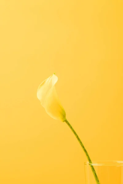 Vue rapprochée de la belle fleur jaune de lys calla isolée sur jaune — Photo de stock