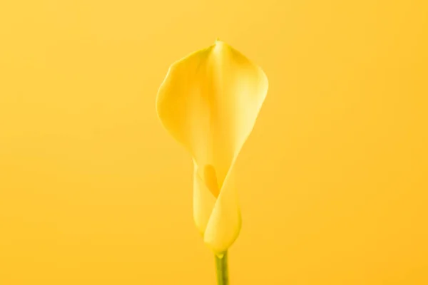 Vista de cerca de hermosa flor tierna lirio de cala aislado en amarillo - foto de stock