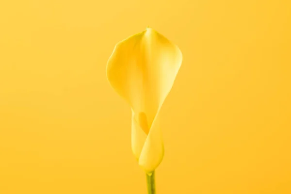 Close-up view of beautiful tender calla lily flower isolated on yellow — Stock Photo