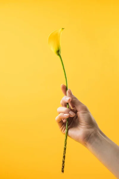 Gros plan vue partielle de la personne tenant la fleur jaune de lys calla isolée sur jaune — Photo de stock