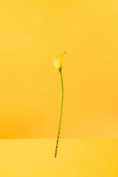 Bellissimo fiore di giglio di calla primaverile fiorito isolato su giallo — Foto stock