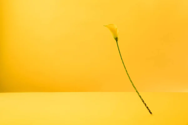 Hermosa flor amarilla flor de lirio de cala aislado en amarillo - foto de stock