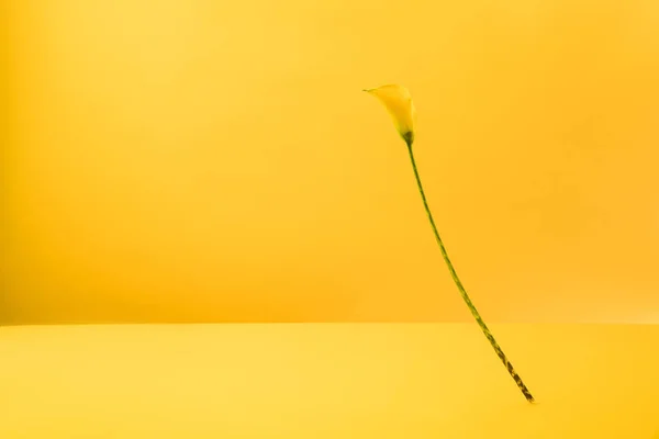 Beautiful blooming yellow calla lily flower isolated on yellow — Stock Photo