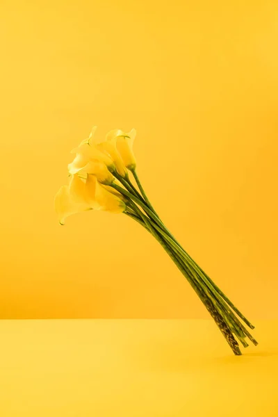 Beautiful blooming yellow spring flowers isolated on yellow — Stock Photo