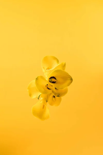 Vista superior de hermosas flores amarillas del lirio de la cala aisladas en amarillo - foto de stock