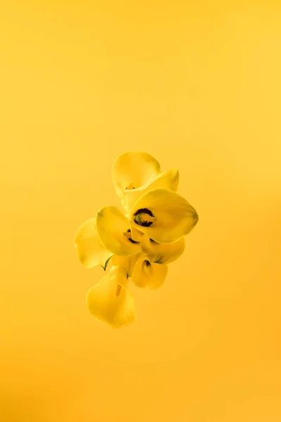 Vista superior de hermosas flores amarillas del lirio de la cala aisladas en amarillo — Stock Photo