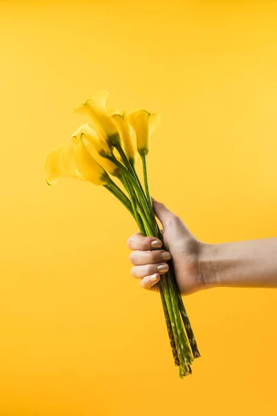 Cropped shot of hand holding beautiful calla lily flowers isolated on yellow — Stock Photo