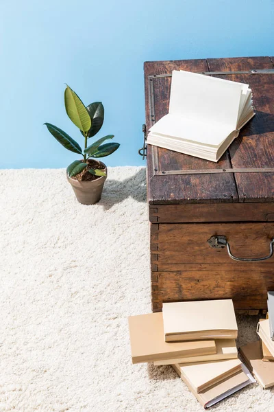 Peito de madeira vintage com livros e pote ficus na frente da parede azul — Fotografia de Stock