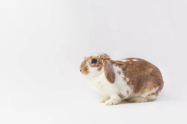 Estúdio tiro de sentado coelho marrom e branco — Fotografia de Stock