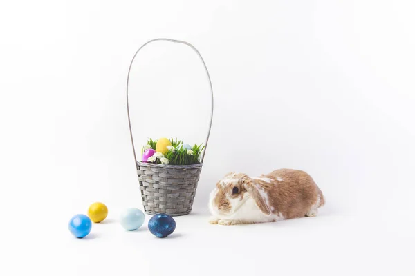 Painted eggs and rabbit near easter basket, easter concept — Stock Photo