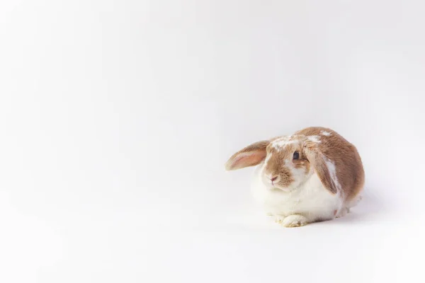 Studioaufnahme von sitzendem Hasen isoliert auf Weiß — Stockfoto