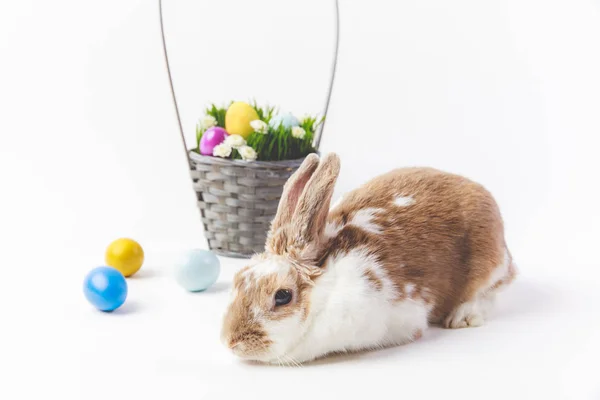 In verschiedenen Farben bemalte Ostereier mit Korb und Hase, Osterkonzept — Stockfoto